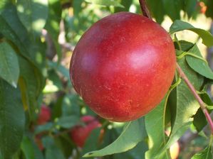 Prunus persica Flamin'Fury(R) PF 11-Nectarine - Flamin'Fury(R) PF 11 Nectarine