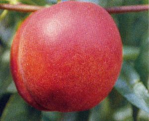 Prunus persica Redgold - Redgold Nectarine