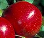 Malus domestica Harelson - Harelson Apple Malus domestica Harelson - Harelson Apple