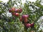 Prunus salicina Vanier - Vanier Japanese Plum Prunus salicina Vanier - Vanier Japanese Plum