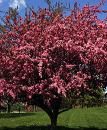 Malus z Profusion Crab - Profusion Flowering Crabapple Malus z Profusion Crab - Profusion Flowering Crabapple