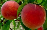 Prunus persica Flamin'Fury(R) PF- 25 - Flamin'Fury(R) PF- 25 Peach