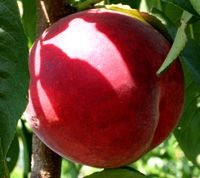 Prunus persica Flamin'Fury(R) PF- 5D-Big - Flamin'Fury(R) PF- 5D-Big Peach Prunus persica Flamin'Fury(R) PF- 5D-Big - Flamin'Fury(R) PF- 5D-Big Peach