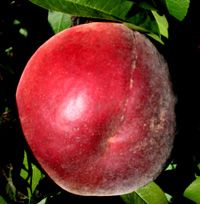 Prunus persica Flamin'Fury(R) PF- 8 Ball - Flamin'Fury(R) PF- 8 Ball Peach Prunus persica Flamin'Fury(R) PF- 8 Ball - Flamin'Fury(R) PF- 8 Ball Peach