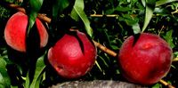 Prunus persica Flamin'Fury(R) PF- Early 8 Ball - Flamin'Fury(R) PF- Early 8 Ball Peach Prunus persica Flamin'Fury(R) PF- Early 8 Ball - Flamin'Fury(R) PF- Early 8 Ball Peach