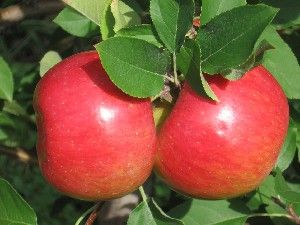 Malus domestica Crimson® Topaz - Crimson® Topaz Apple