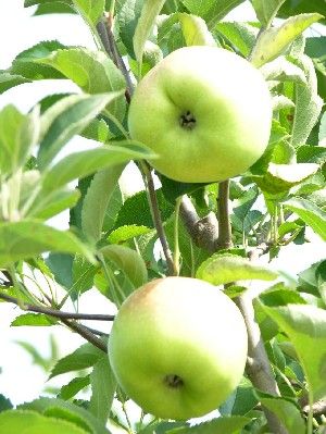 Malus domestica Grimes Golden - Grimes Golden Apple