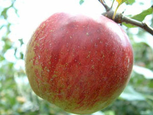 Malus domestica Ben Davis - Ben Davis Apple Malus domestica Ben Davis - Ben Davis Apple