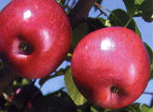 Malus domestica Liberty - Liberty Apple Malus domestica Liberty - Liberty Apple