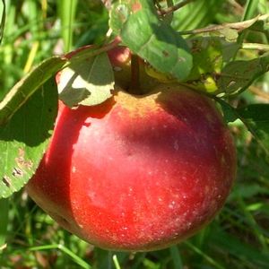 Malus domestica NovaMac - NovaMac Apple Malus domestica NovaMac - NovaMac Apple