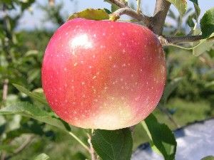 Malus domestica Querina® - Querina® Apple Malus domestica Querina® - Querina® Apple