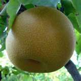 Pyrus pyrifolia Kosui - Kosui Asian Pear Pyrus pyrifolia Kosui - Kosui Asian Pear