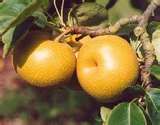 Pyrus pyrifolia Shinsui - Shinsui Asian Pear
