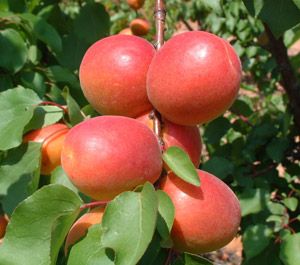 Prunus armeniaca OrangeRed - OrangeRed Apricot