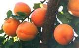 Prunus armeniaca Rival - Rival Apricot