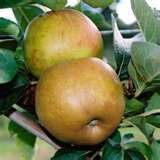 Malus domestica Ashmead's Kernel - Ashmead's Kernel Apple Malus domestica Ashmead's Kernel - Ashmead's Kernel Apple