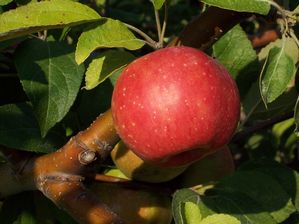 Malus domestica Binet Rouge - Binet Rouge Sweet Hard Cidre Apple