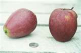 Malus domestica Black Gilliflower (Sheepnose) - Black Gilliflower Apple