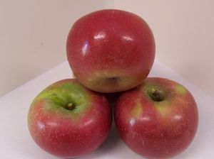 Malus domestica Connell Red (Red Fireside) - Connell Red or Red Fireside Apple Malus domestica Connell Red (Red Fireside) - Connell Red or Red Fireside Apple