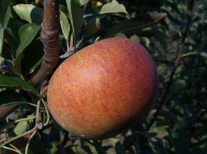 Malus domestica Cox's Orange Pippin - Cox Orange Pippin Apple Malus domestica Cox's Orange Pippin - Cox Orange Pippin Apple