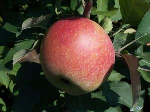 Malus domestica Domaines - Domaines Bitter Hard Cidre Apple Malus domestica Domaines - Domaines Bitter Hard Cidre Apple