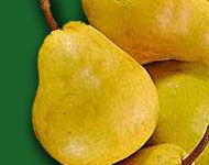 Pyrus communis Bartlett - Bartlett Pear Pyrus communis Bartlett - Bartlett Pear