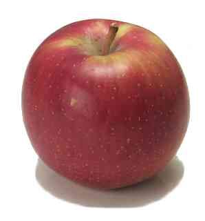 Malus domestica Empire-Regular - Empire-Original Cornell Strain Apple Malus domestica Empire-Regular - Empire-Original Cornell Strain Apple