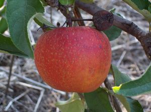 Malus domestica Esopus Spitzenburg - Spitzenburg Apple Malus domestica Esopus Spitzenburg - Spitzenburg Apple