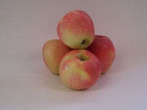 Malus domestica Gala-Original Kidd's D-8 - Gala-Original Strain Apple
