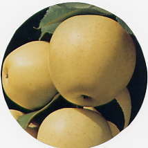 Malus domestica Golden Delicious (Mullins cv) - Golden Delicious-Original Strain Apple Malus domestica Golden Delicious (Mullins cv) - Golden Delicious-Original Strain Apple
