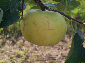 Malus domestica Golden Noble - Golden Noble Apple Malus domestica Golden Noble - Golden Noble Apple
