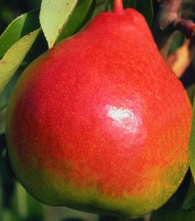 Pyrus communis Moonglow - Moonglow Pear
