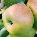 Malus domestica Jonagold-Cornell Original - Jonagold-Original Cornell Strain Apple Malus domestica Jonagold-Cornell Original - Jonagold-Original Cornell Strain Apple