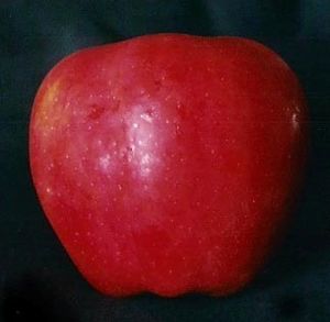 Malus domestica Jonalicious - Jonalicious Apple