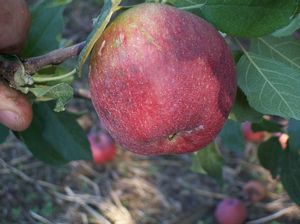 Malus domestica Kingston Black - Kingston Black Bitter-Sharp Hard Cidre Apple