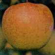 Malus domestica Kinsei - Kinsei Apple Malus domestica Kinsei - Kinsei Apple