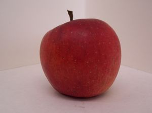 Malus domestica Kogetsu - Kogetsu Apple