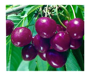 Prunus avium Bing - Bing Dark Sweet Cherry