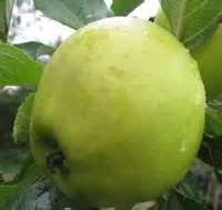 Malus domestica Michelin - Michelin Bitter-Sweet Hard Cidre Apple