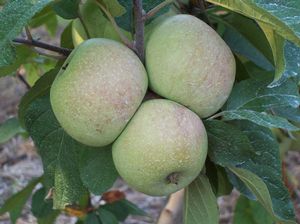 Malus domestica Noel des Champs - Noels des Champs Bitter-Sweet Hard Cidre Apple Malus domestica Noel des Champs - Noels des Champs Bitter-Sweet Hard Cidre Apple