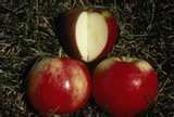 Malus domestica Northern Lights - Northern Lights Apple