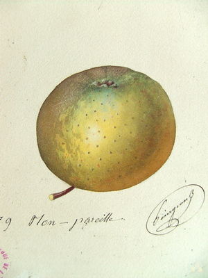 Malus domestica Old Nonpariel - Old Nonpariel Apple