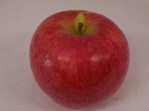 Malus domestica Red Baron - Red Baron Apple