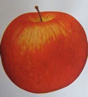 Malus domestica Westfield Seek-No-Further - Red Westfield Seek-No-Further