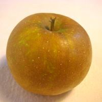 Malus domestica Roxbury Russet - Roxbury Russet Apple Malus domestica Roxbury Russet - Roxbury Russet Apple