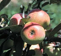 Malus domestica Sweet Coppin - Sweet Coppin Sweet Cidre Apple Malus domestica Sweet Coppin - Sweet Coppin Sweet Cidre Apple