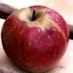 Malus domestica Turley - Turley Winesap Apple Malus domestica Turley - Turley Winesap Apple