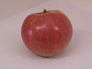 Malus domestica Wagener - Wagener Apple Malus domestica Wagener - Wagener Apple