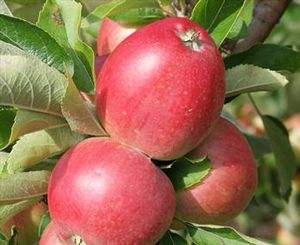 Malus domestica Worcester Pearmain - Worcester Pearmain Apple