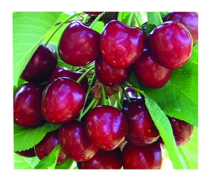 Prunus avium Stella - Stella Self-fertile Dark Sweet Cherry